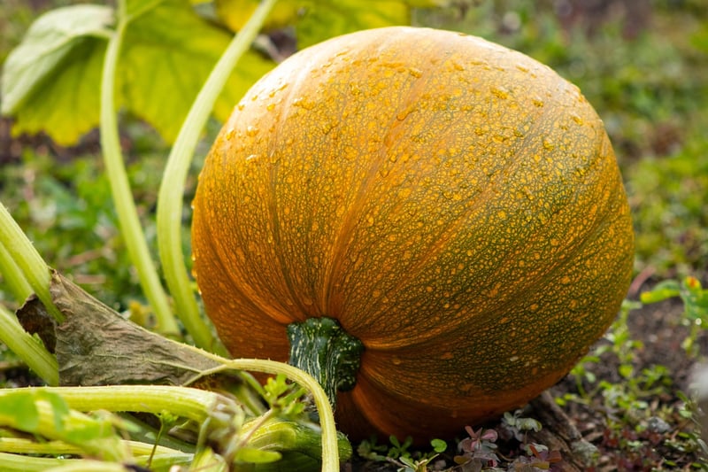 Sweater Pumpkins